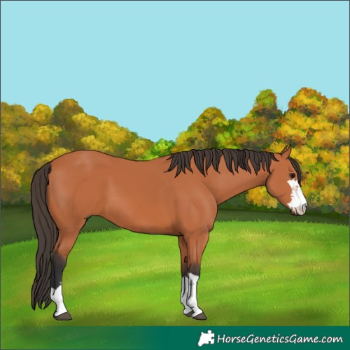 Horse Color:Bay 