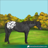 Horse Color:Black Appaloosa