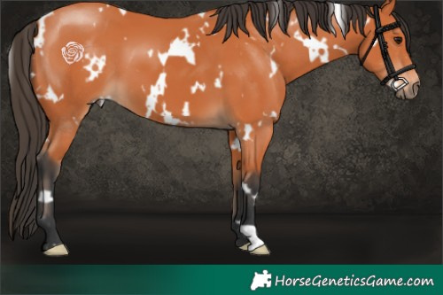 Horse Color:White Spotted Bay 