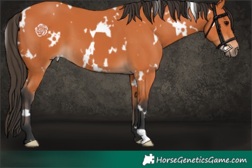 Horse Color:White Spotted Bay 