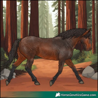 Horse Color:Bay 