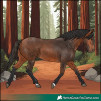 Horse Color:Bay 