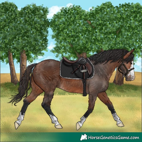 Horse Color:Bay 