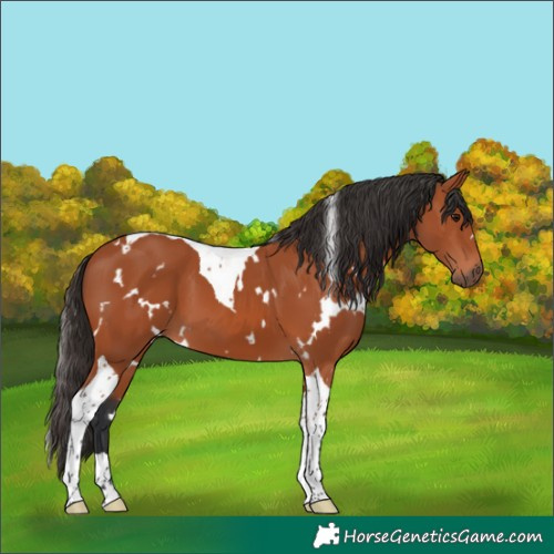 Horse Color:White Spotted Bay Tobiano 