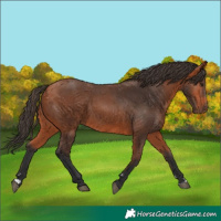 Horse Color:Bay 