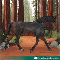 Horse Color:Bay 