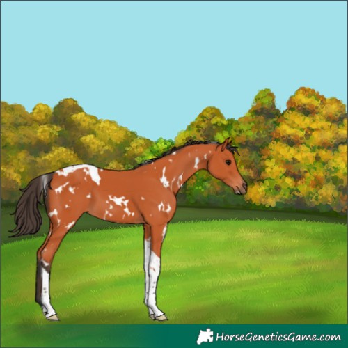 Horse Color:White Spotted Bay Tobiano 