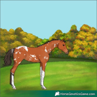 Horse Color:White Spotted Bay Tobiano 
