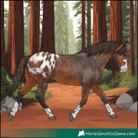 Horse Color:Bay Appaloosa 
