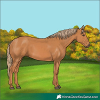 Horse Color:Chestnut Rabicano