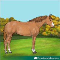 Horse Color:Chestnut Rabicano