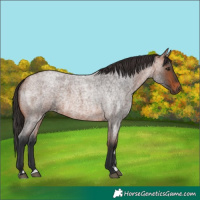Horse Color:Bay Roan Rabicano