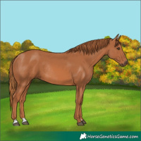 Horse Color:Chestnut Rabicano