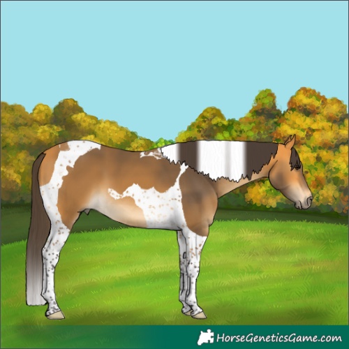 Horse Color:Buckskin Tobiano 