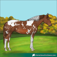 Horse Color:White Spotted Chestnut Tobiano 