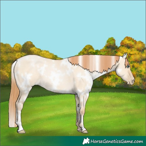 Horse Color:White Spotted Smoky Grullo Pearl