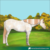 Horse Color:White Spotted Smoky Grullo Pearl