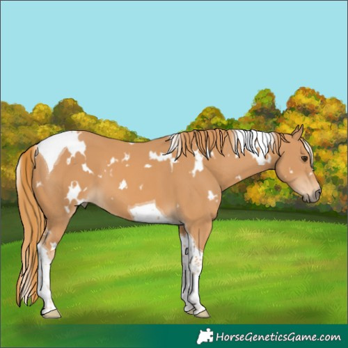 Horse Color:White Spotted Chestnut Tobiano 