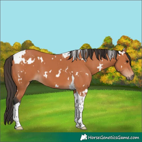 Horse Color:Unknown 