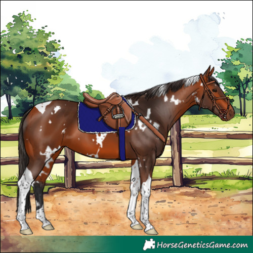 Horse Color:White Spotted Bay Tobiano 