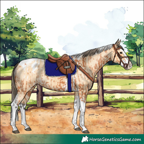 Horse Color:Bay Splash Tobiano Appaloosa  and Buckskin Splash Tobiano Appaloosa 