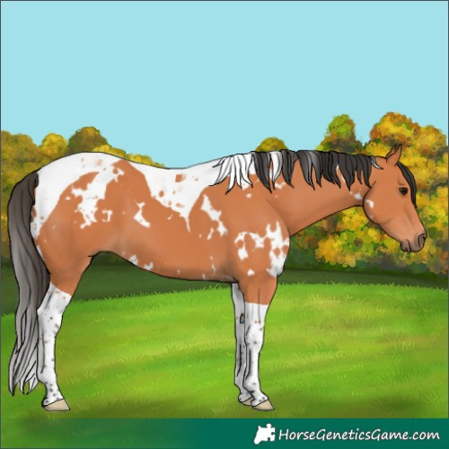 Horse Color:White Spotted Bay Tobiano 