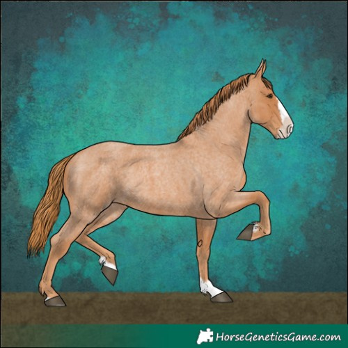 Horse Color:Red Roan Splash
