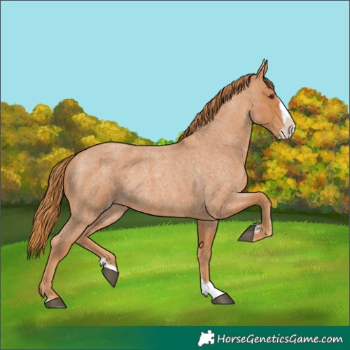 Horse Color:Red Roan Splash 