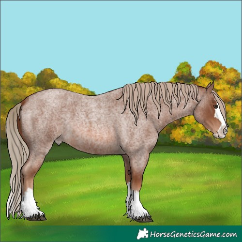 Horse Color:Red Roan Splash