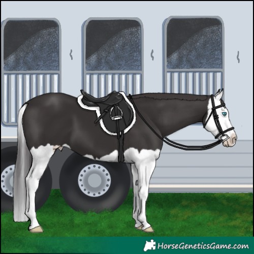 Horse Color:Smoky Black Splash 