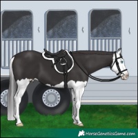 Horse Color:Smoky Black Splash 