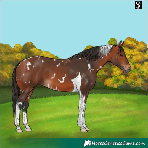 Horse Color:White Spotted Bay Tobiano