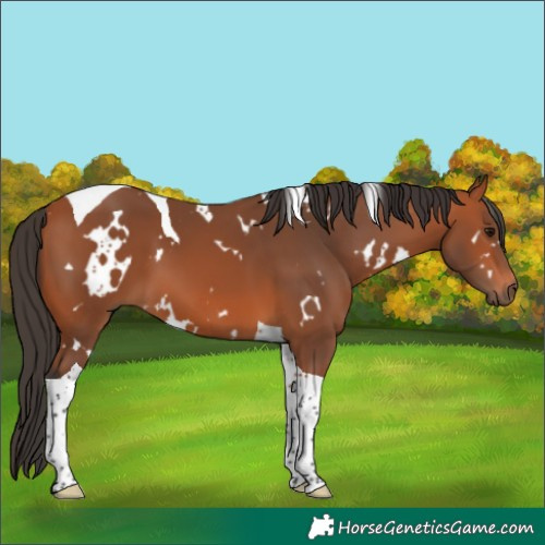 Horse Color:White Spotted Bay Tobiano 