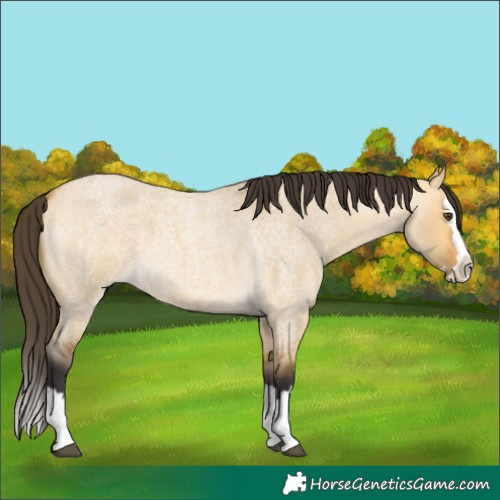 Horse Color:Buckskin Roan Dun Splash 