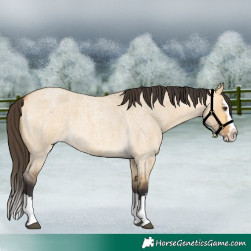 Horse Color:Buckskin Roan Dun Splash 