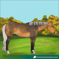 Horse Color:Silver Buckskin