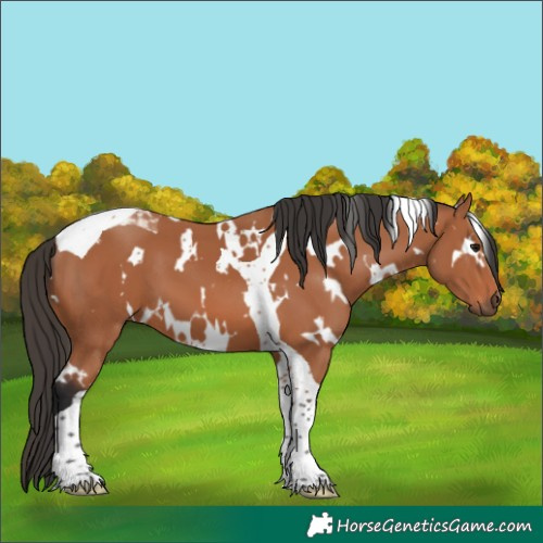 Horse Color:White Spotted Bay Tobiano 