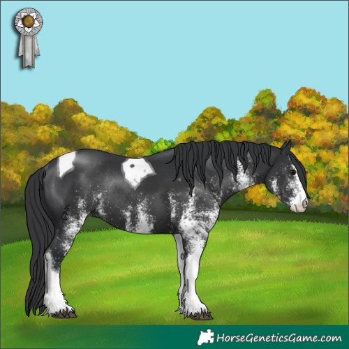 Horse Color:White Spotted Black Tobiano Rabicano 