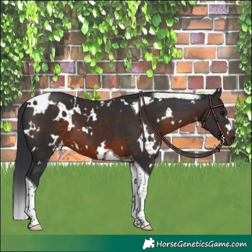 Horse Color:White Spotted Brown Tobiano 
