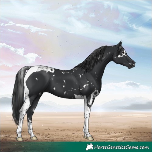 Horse Color:White Spotted Black Tobiano 