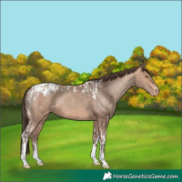 Horse Color:Amber Champagne Sabino Tobiano Appaloosa  and Amber Champagne Sabino Tobiano Appaloosa 