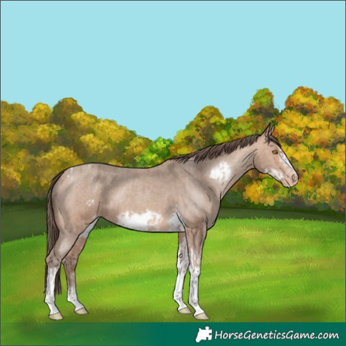 Horse Color:Amber Champagne Sabino Tobiano Frame Appaloosa and Amber Champagne Sabino Tobiano Frame Appaloosa