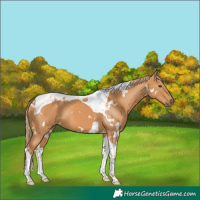 Horse Color:White Spotted Chestnut Tobiano 