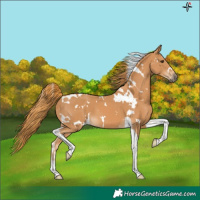 Horse Color:White Spotted Chestnut Tobiano 