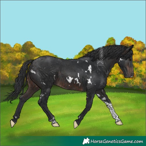 Horse Color:White Spotted Brown Tobiano