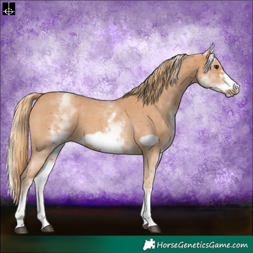 Horse Color:White Spotted Chestnut Sabino Frame 