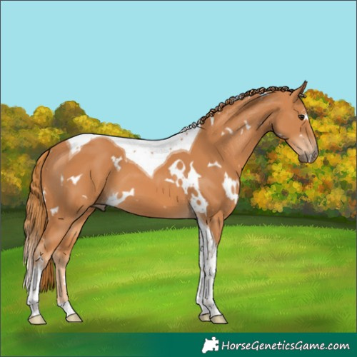 Horse Color:White Spotted Chestnut Tobiano 