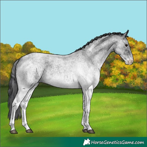 Horse Color:White Spotted Blue Roan 