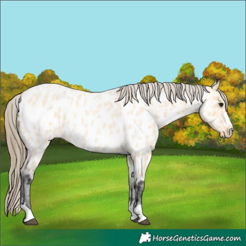 Horse Color:Buckskin Roan Appaloosa 