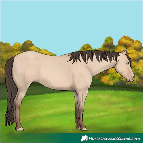 Horse Color:Amber Champagne Dun 